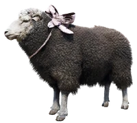 Sheep (RDR 2) | Red Dead Wiki | Fandom