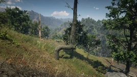 RDR2 POI 40 Trail Trees (IV) 01