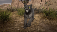 Legendary Cougar charging towards the player