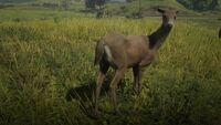 In-Game Whitetail Deer