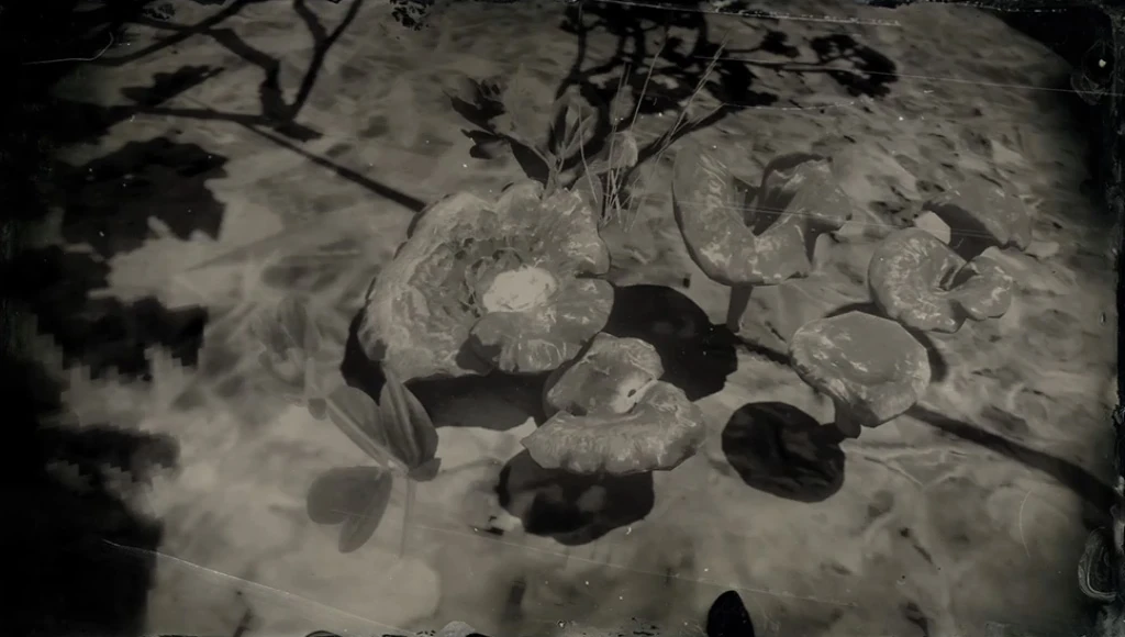 Chanterelles Red Dead Wiki Fandom