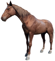 The Chestnut Tennessee Walker