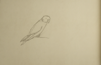 Arthur's drawing of the Parakeet
