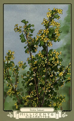 Flora of America Card Set | Red Dead Wiki