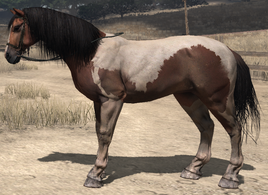 Tobiano Pinto