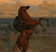 John riding the Quarter Horse