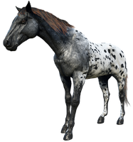 Charles' horse, Taima