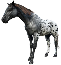 Gray Snowcap Spotted Appaloosa