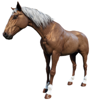 The Gold Palomino Tennessee Walker