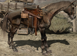 Saddled Lusitano Nag