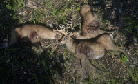 Buck Pile