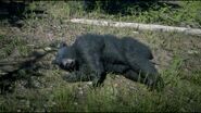 Dead Black Bear