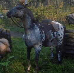 Appaloosa Red Dead Wiki Fandom