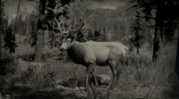 Elk (RDR 2)