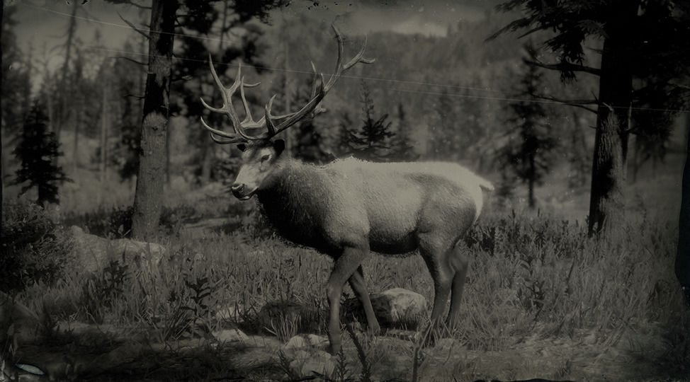 Elk 2) | Red Dead | Fandom