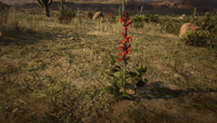 Red Sage in Red Dead Redemption 2