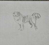 Arthur's drawing of an Australian Shepherd