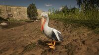 American White Pelican at Quaker's Cove