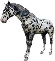 The Leopard Appaloosa