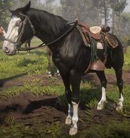 Micah's horse