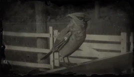 WaxwingRDR2