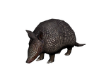 Armadillo.png