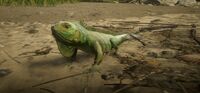 Green Iguana in Guarma