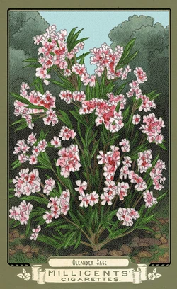 fairest flowers cigarette cards rdr2 Flora of America Card Set | Red Dead Wiki