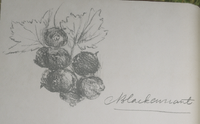 Blackcurrant drawing by Arthur