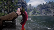 RDR2 - Sockeye Salmon