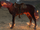 War (Horse)