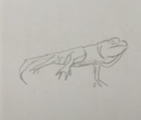 John's drawing of a Green Iguana