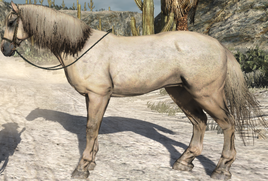 Hungarian Half-bred
