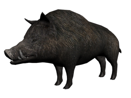 Jabaliwilbur