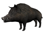 Wilbur the Boar