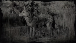 CoyoteRDR2