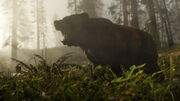 Grizzly en el Bosque.