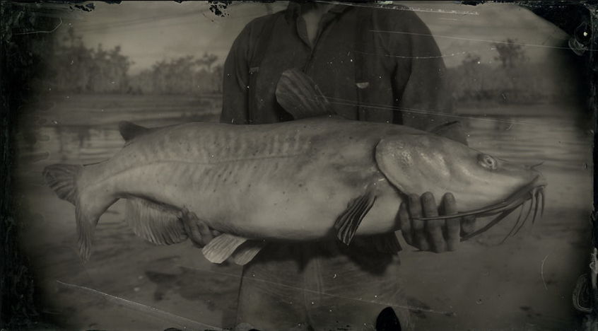 huge channel catfish