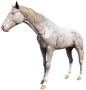 The Perlino Turkoman