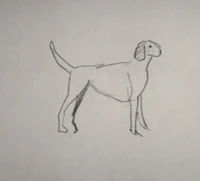 Szkic Foxhounda amerykańskiego narysowany przez Johna