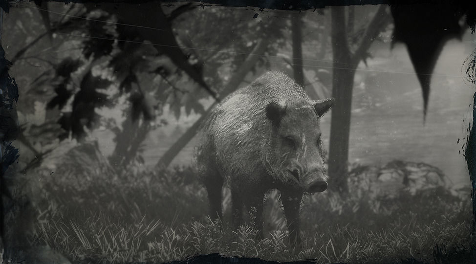 Legendary Boar | Red Dead Wiki | Fandom