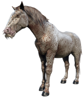 Uncle's second horse, Neil IV (Epilogue)