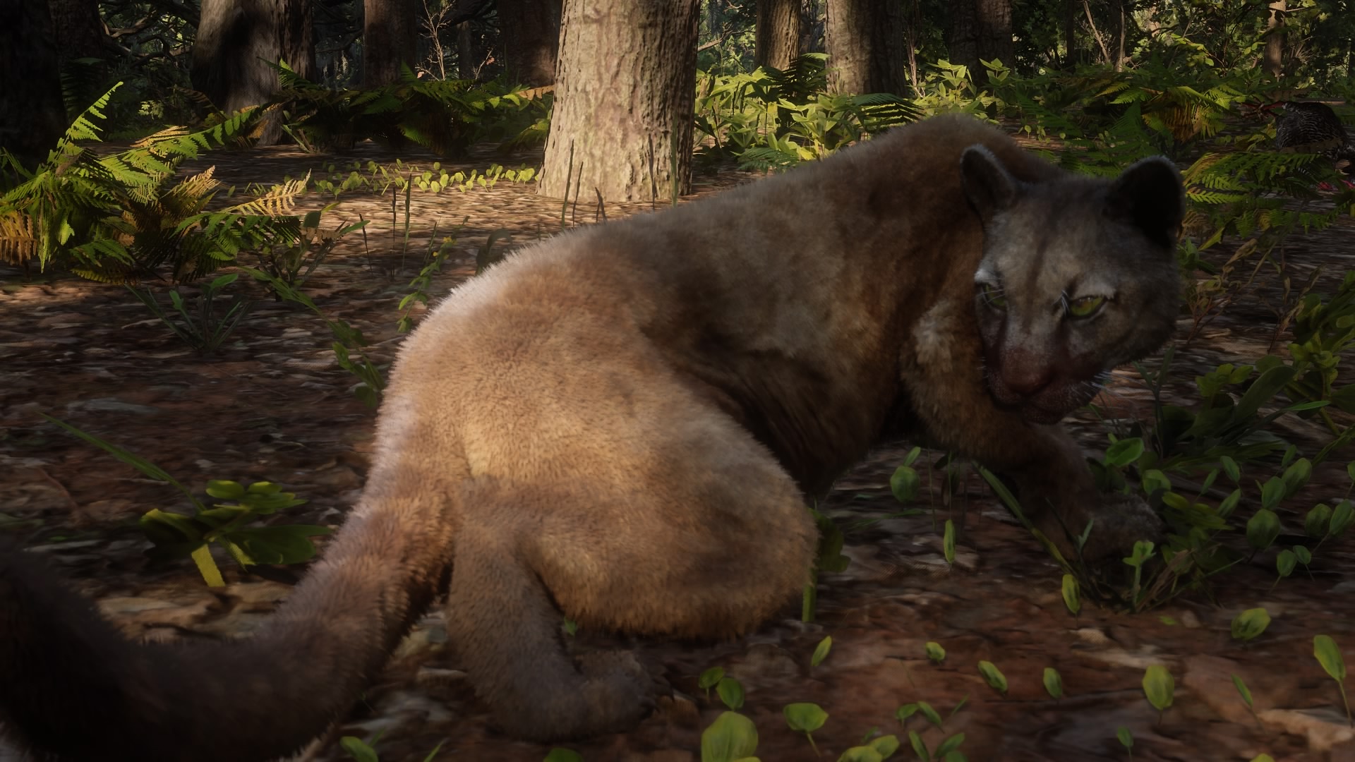 Panther | Red Dead Wiki | Fandom Panther | Red Dead Wiki | Fandom