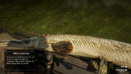 RDR2 - Longnose Gar 02