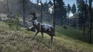 Legendary Buck in Black Bone Forest