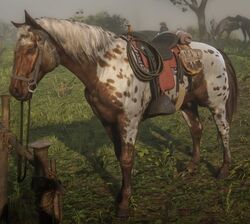 Appaloosa Red Dead Wiki Fandom