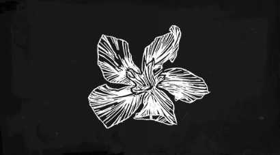 Oleander Sage | | Fandom
