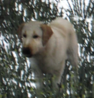 Rdr rufus.jpg (138 KB) Rufus in Red Dead Redemption