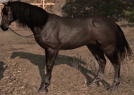 American Standardbred