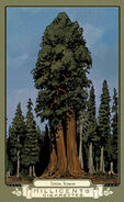 Coastal Redwood RDR2 CigaretteCards